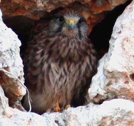 resident kestrels