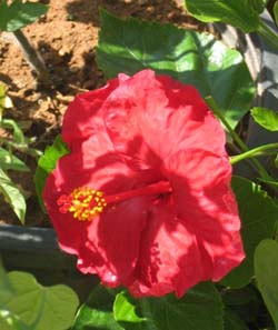 Hibiscus