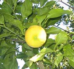 lemon